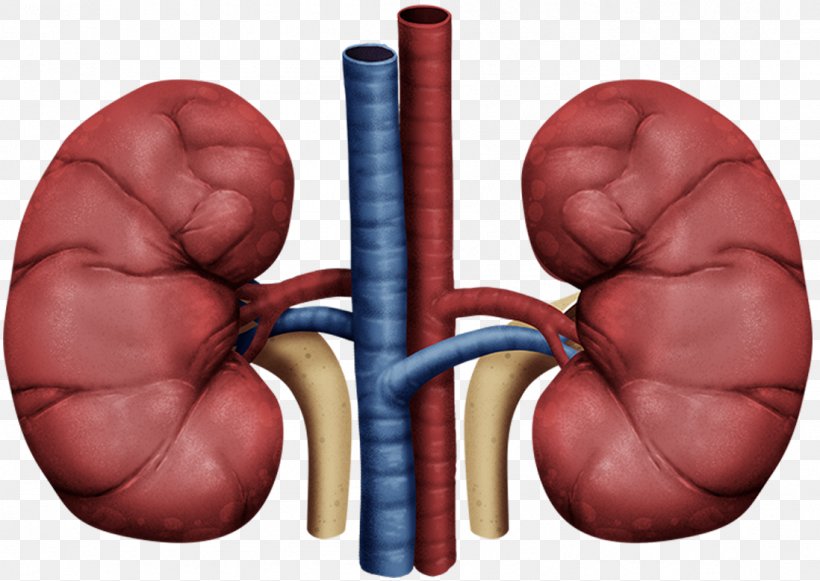 Acute Kidney Failure Wilms' Tumor Medicine Glomerulus, PNG, 1098x779px, Watercolor, Cartoon, Flower, Frame, Heart Download Free