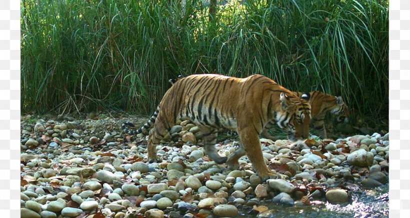 Bengal Tiger International Tiger Day Cat World Wide Fund For Nature Rhinoceros, PNG, 991x529px, Bengal Tiger, Animal, Big Cats, Carnivoran, Cat Download Free