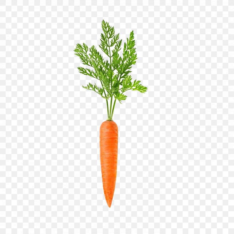 Carrot Vegetable Daikon Root Food, PNG, 2953x2953px, Carrot, Apiaceae, Asian Ginseng, Common Beet, Daikon Download Free