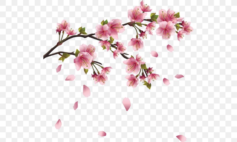 Cherry Blossom Drawing, PNG, 520x494px, Cherry Blossom, Blossom, Branch, Drawing, East Asian Cherry Download Free