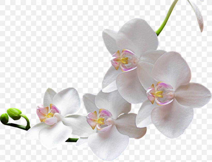 Flower Clip Art, PNG, 1089x833px, Flower, Blossom, Computer Graphics, Cut Flowers, Flowering Plant Download Free