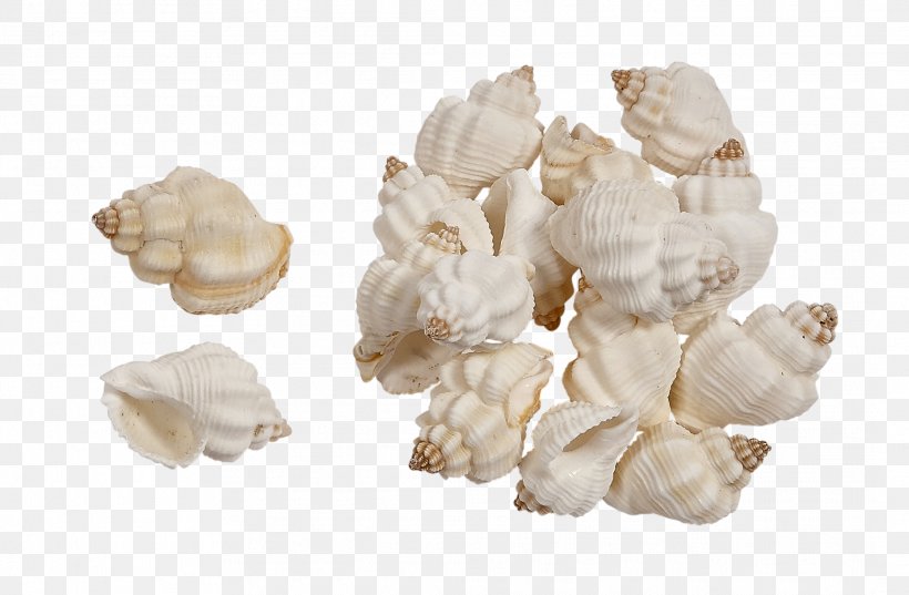 Seashell Conchology Shankha Mussel, PNG, 2124x1391px, Seashell, Abalone, Clam, Clams Oysters Mussels And Scallops, Conch Download Free