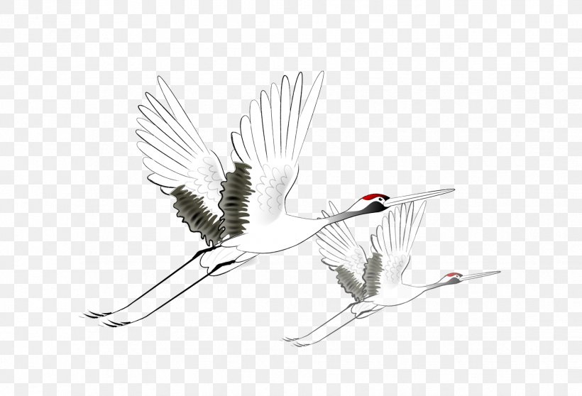 Crane Bird Flight, PNG, 1854x1263px, Crane, Beak, Bird, Black And White, Branch Download Free