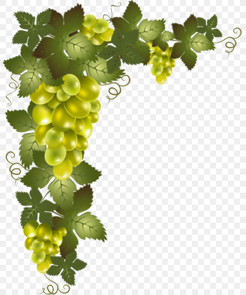 Vine Desktop Wallpaper Clip Art, PNG, 802x980px, Vine, Computer, Drawing, Flowering Plant, Food Download Free