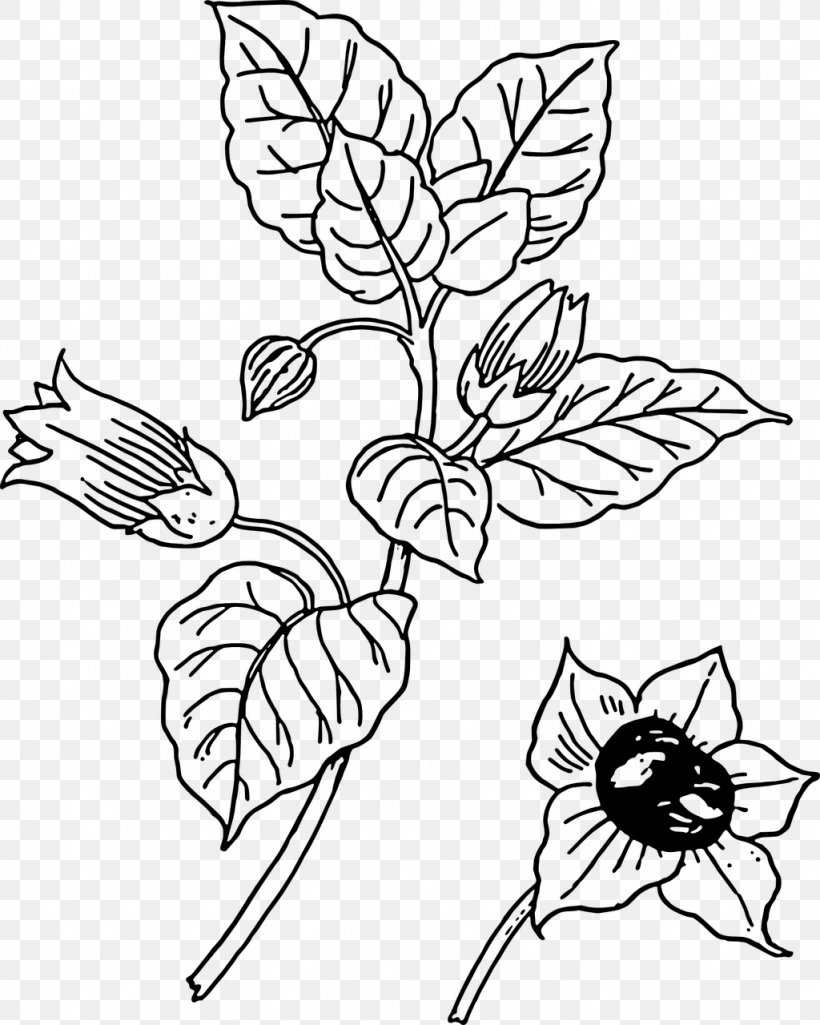 Belladonna Botany Clip Art, PNG, 1024x1280px, Belladonna, Art, Artwork, Black And White, Botany Download Free