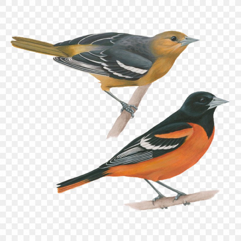 Old World Oriole Bird Baltimore Oriole Eurasian Golden Oriole Bullock's Oriole, PNG, 1024x1024px, Old World Oriole, All About Birds, Altamira Oriole, American Robin, Baltimore Oriole Download Free