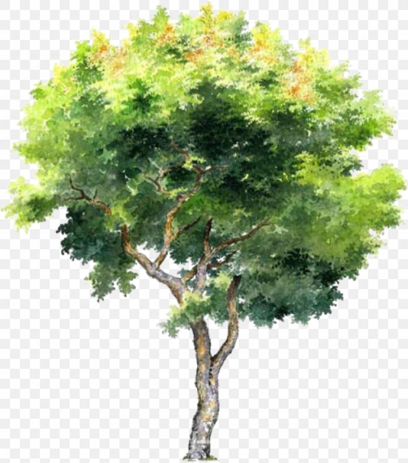 Image Tree Photograph Vector Graphics, PNG, 1039x1178px, Tree, Branch, Flower, Flowering Plant, Plane Download Free