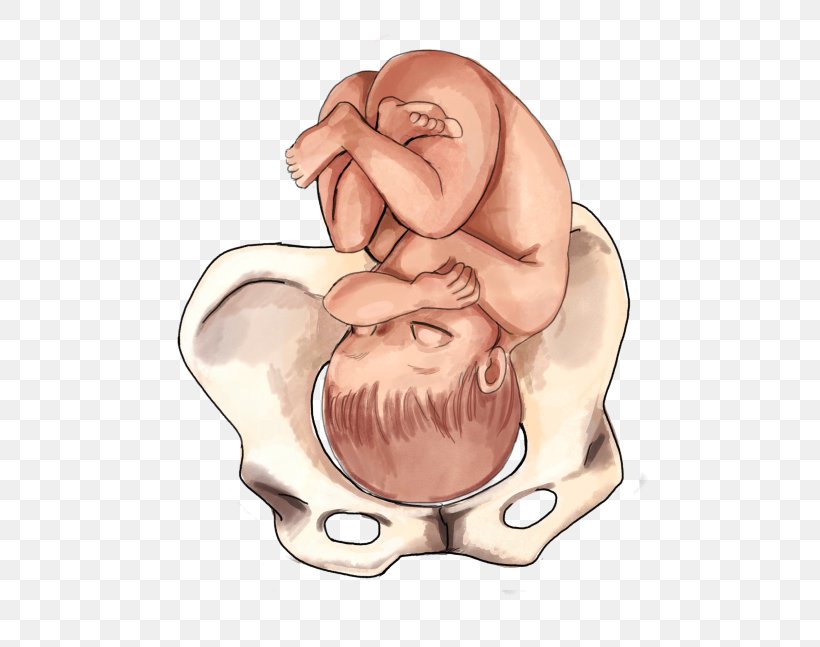 Fetal Position Childbirth Infant Presentation, PNG, 500x647px, Watercolor, Cartoon, Flower, Frame, Heart Download Free