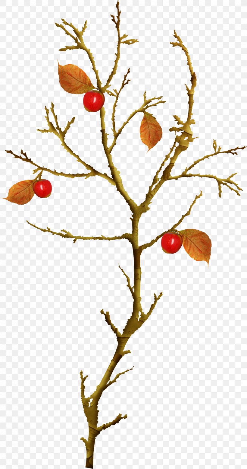 Paradise Apple Tree, PNG, 1236x2343px, Paradise Apple, Apple, Apples, Branch, Drawing Download Free