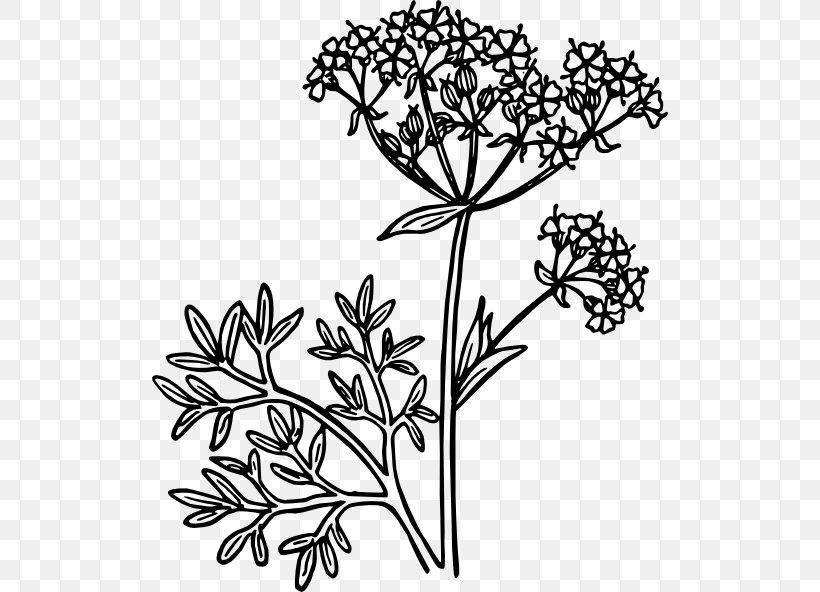 Anise Line Art Clip Art, PNG, 516x592px, Anise, Art, Black And White, Branch, Cut Flowers Download Free