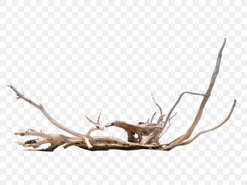 Driftwood Photography, PNG, 1600x1200px, Wood, Antler, Beach, Branch, Deer Download Free