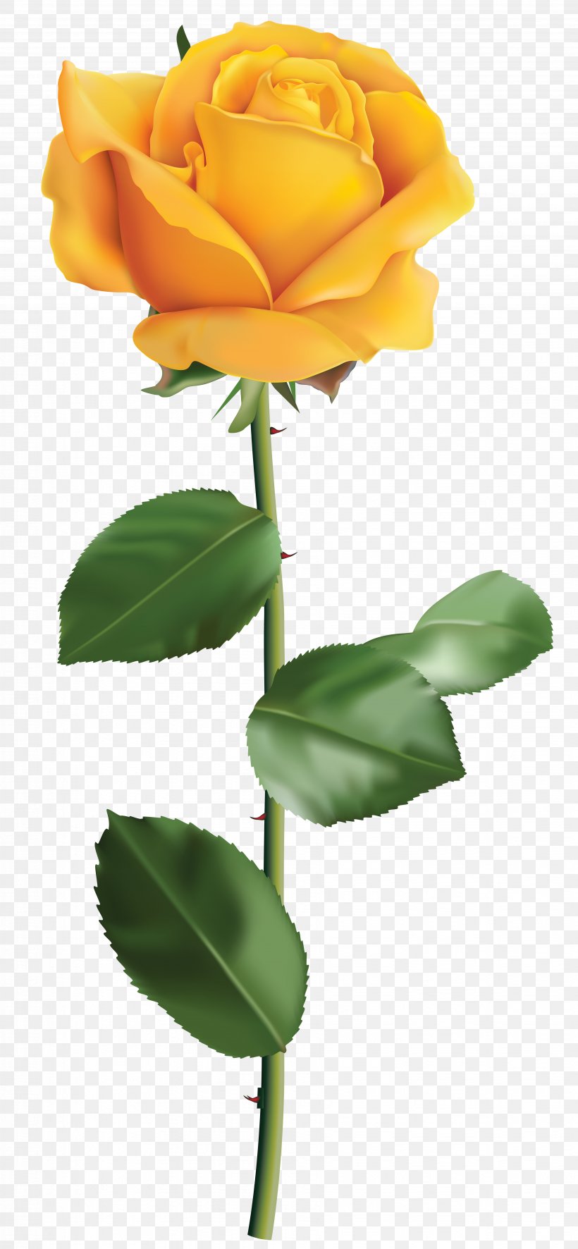 Rose Yellow Flower Clip Art, PNG, 3702x8000px, Rose, Bud, Color, Cut Flowers, Floral Design Download Free