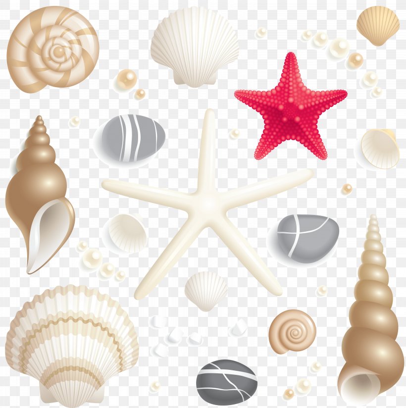 Seashell Royalty-free, PNG, 6542x6578px, Seashell, Conchology, Invertebrate, Photography, Royaltyfree Download Free