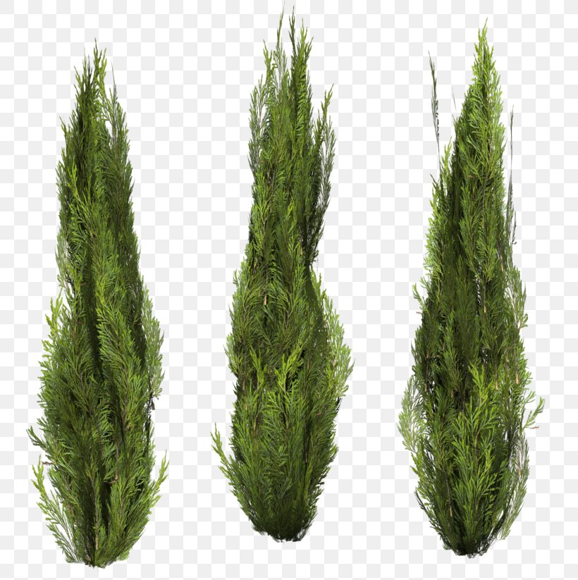 Shrub Clip Art, PNG, 757x823px, Shrub, Biome, Conifer, Cypress Family, Evergreen Download Free