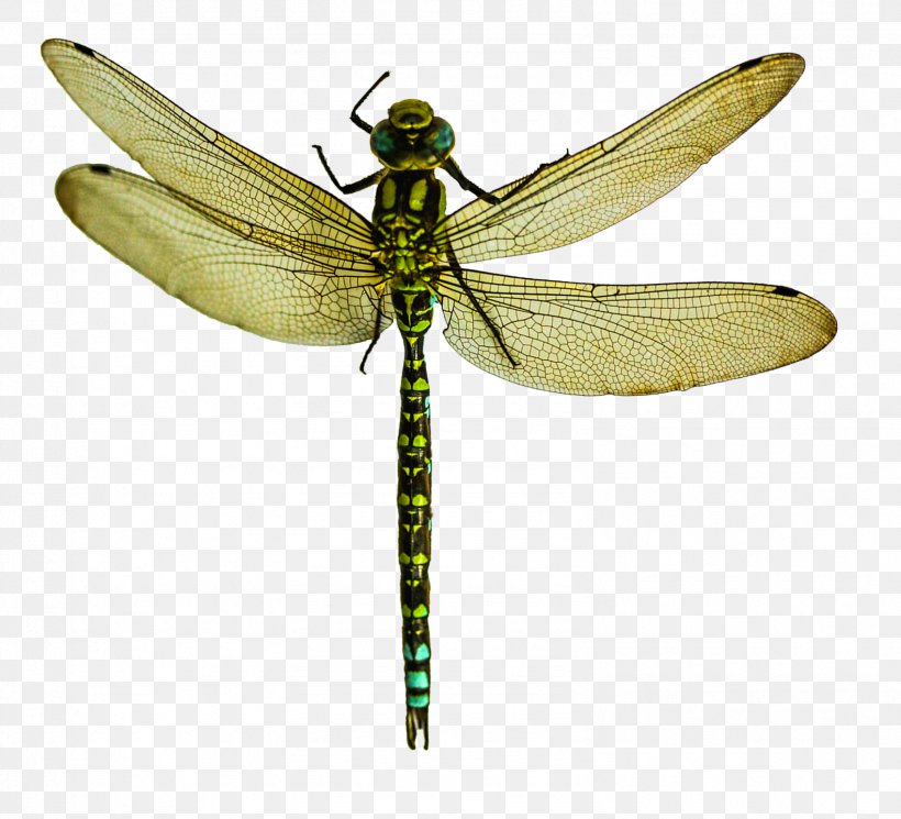 Dragonfly, PNG, 1583x1440px, Dragonfly, Arthropod, Computer Software, Dragonflies And Damseflies, Grasshopper Download Free