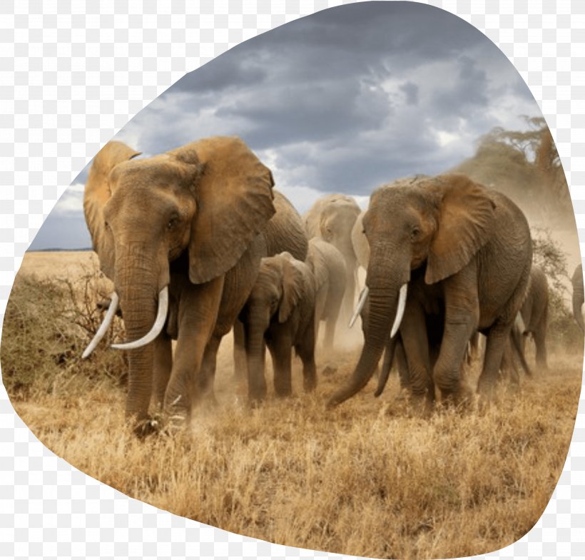 Elephantidae Maasai Mara Photography Savanna African Elephant, PNG, 2893x2770px, Elephantidae, Africa, African Elephant, Elephant, Elephants And Mammoths Download Free