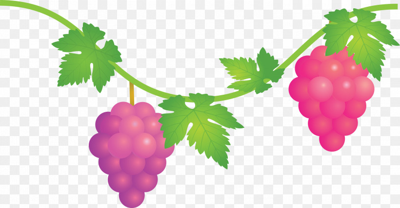 Grape Grapes Fruit, PNG, 3000x1567px, Grape, Accessory Fruit, Berry, Currant, Flower Download Free