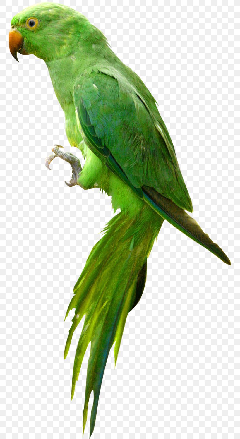 Parrot Bird Clip Art, PNG, 759x1500px, Parrot, Beak, Bird, Common Pet Parakeet, Display Resolution Download Free