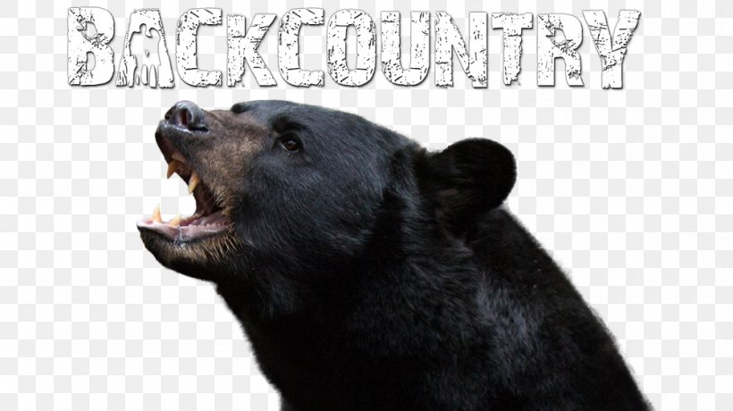American Black Bear Grizzly Bear Alaska Peninsula Brown Bear Wildlife, PNG, 1000x562px, American Black Bear, Alaska Peninsula Brown Bear, Animal, Bear, Carnivoran Download Free