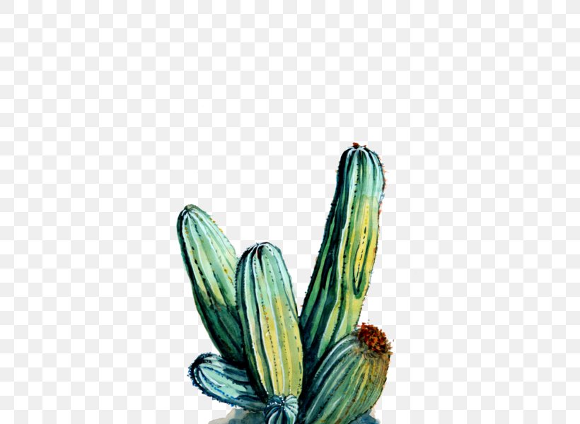 Cactaceae Printmaking Art Museum Flower, PNG, 600x600px, Cactaceae, Art, Art Museum, Artist, Cactus Download Free