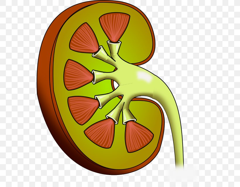 Clip Art Kidney Openclipart Image, PNG, 570x638px, Watercolor, Cartoon, Flower, Frame, Heart Download Free