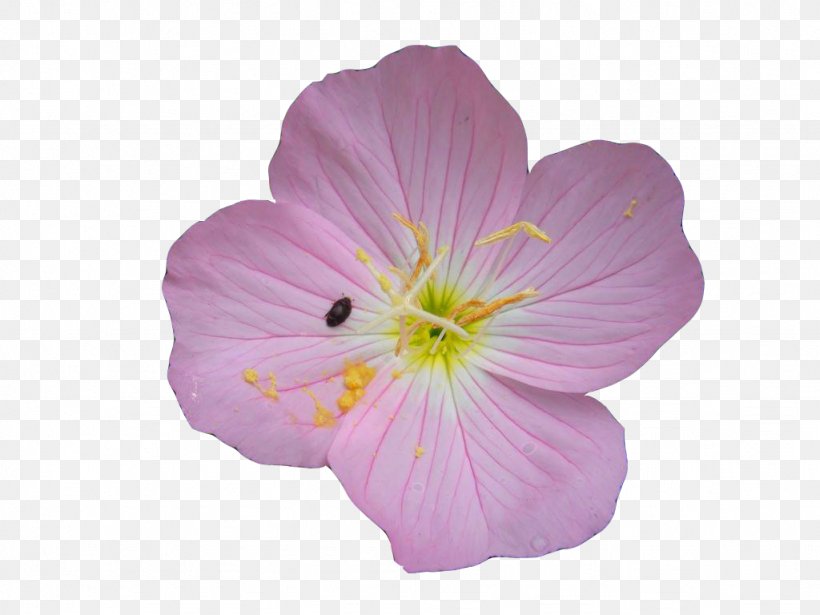 Common Evening-primrose Oenothera Rosea Euclidean Vector, PNG, 1024x768px, Common Eveningprimrose, Eveningprimroses, Flower, Herbaceous Plant, Ladybird Download Free