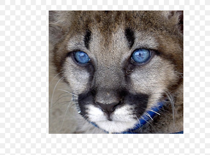 Cougar Whiskers Fur Snout Puma, PNG, 640x606px, Cougar, Animal, Carnivoran, Cat Like Mammal, Closeup Download Free