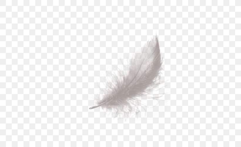 Feather White Black, PNG, 500x500px, Feather, Black, Black And White, Monochrome, Monochrome Photography Download Free