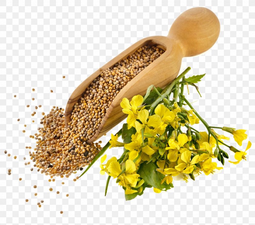 Indian Cuisine Mustard Plant Mustard Seed Mustard Oil Seed Oil, PNG, 1600x1415px, Indian Cuisine, Black Mustard, Canola Oil, Commodity, Condiment Download Free