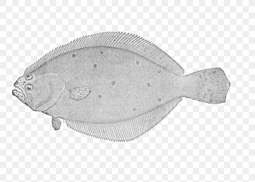 Summer Flounder Sole Plaice Fish, PNG, 1000x714px, Flounder, Bony Fish, Eating, Ecosystem, Fish Download Free