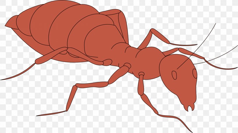 Ant Clip Art, PNG, 1920x1075px, Ant, Arthropod, Decapoda, Insect, Invertebrate Download Free