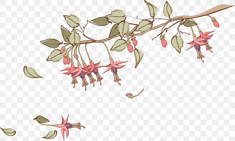 Flower Plant Pedicel Honeysuckle Fuchsia, PNG, 1800x1088px, Drawing Flower, Evening Primrose Family, Floral Drawing, Flower, Fuchsia Download Free