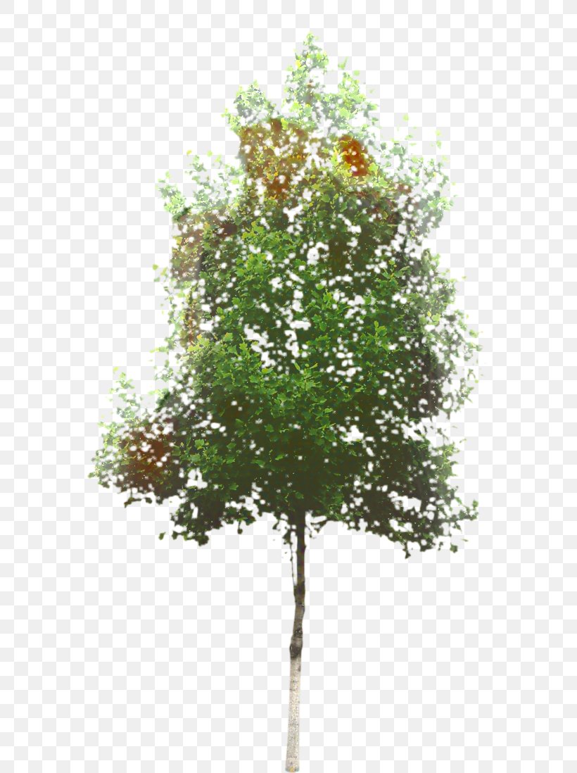 Oak Tree Leaf, PNG, 703x1098px, Tree, Birch, Branch, Canoe Birch, Crape Myrtle Download Free
