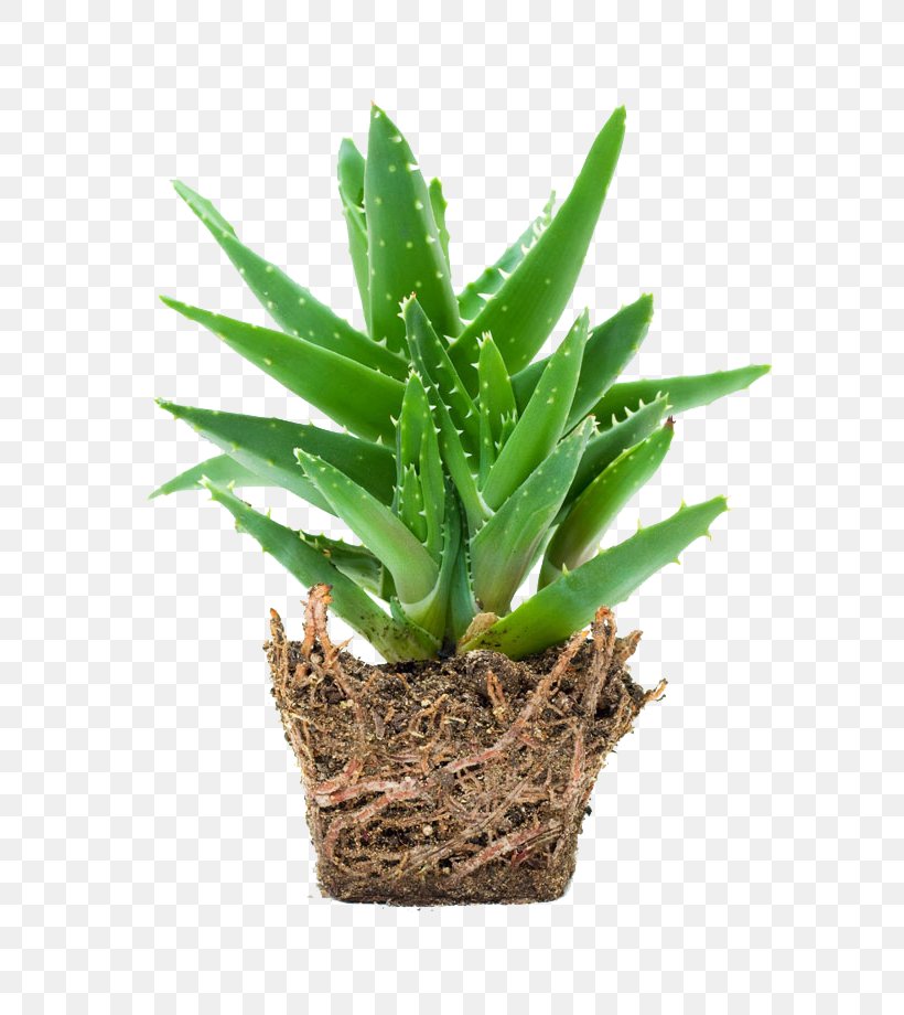 Aloe Vera Gel Skin Care, PNG, 667x920px, Aloe Vera, Aloe, Cactus, Disease, Flowerpot Download Free