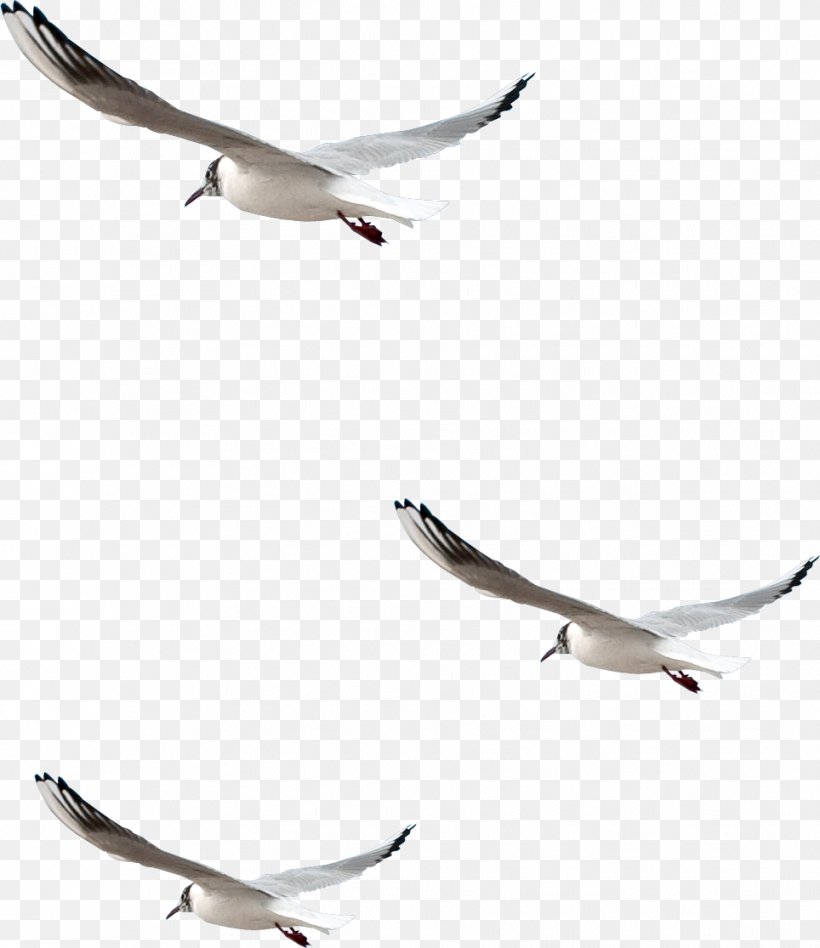 Bird Photography Common Gull Clip Art, PNG, 964x1115px, Bird, Animal Migration, Beak, Bird Migration, Charadriiformes Download Free