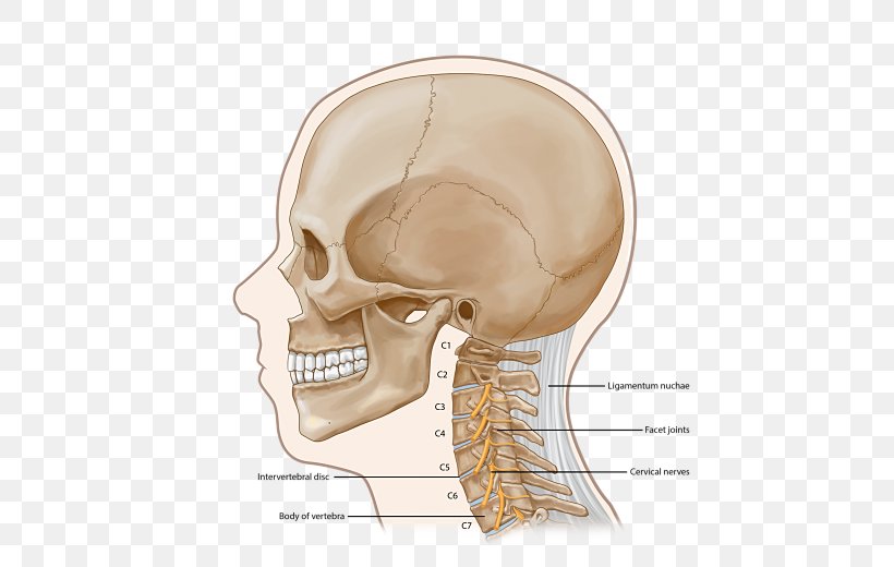 Ear Skull Skeleton Jaw Nerve, PNG, 520x520px, Watercolor, Cartoon, Flower, Frame, Heart Download Free