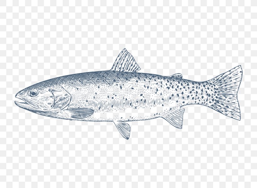Coho Salmon Cutthroat Trout Rainbow Trout Oily Fish, PNG, 800x600px, Coho Salmon, Bony Fish, Coho, Cutthroat Trout, Fish Download Free