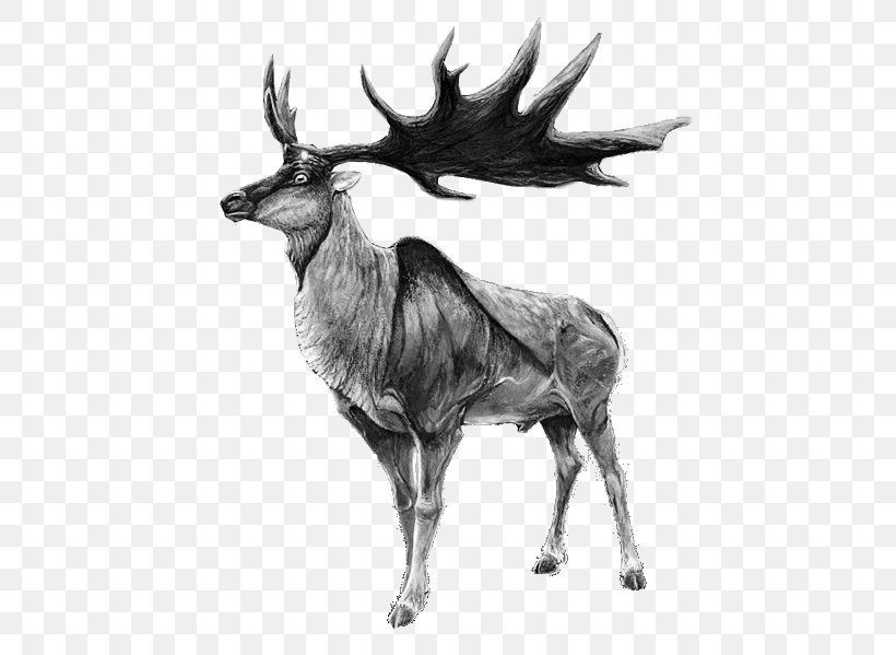 Irish Elk Red Deer Moose Reindeer, PNG, 466x599px, Elk, Antelope, Antler, Black And White, Cattle Like Mammal Download Free