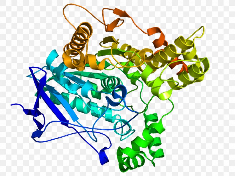 Acetylcholinesterase Enzyme Organophosphate, PNG, 960x720px, Cholinesterase, Acetylcholine, Acetylcholinesterase, Acetylcholinesterase Inhibitor, Choline Download Free
