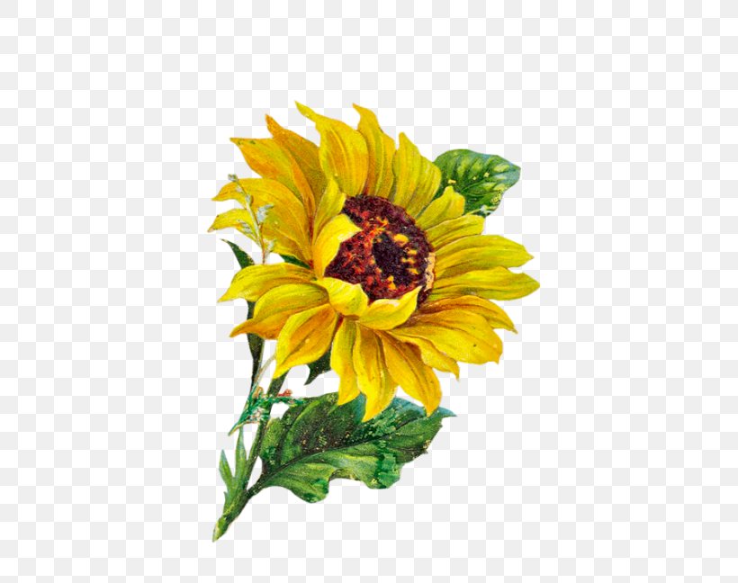 Common Sunflower Clip Art, PNG, 582x648px, Flower, Art, Autumn, Blog