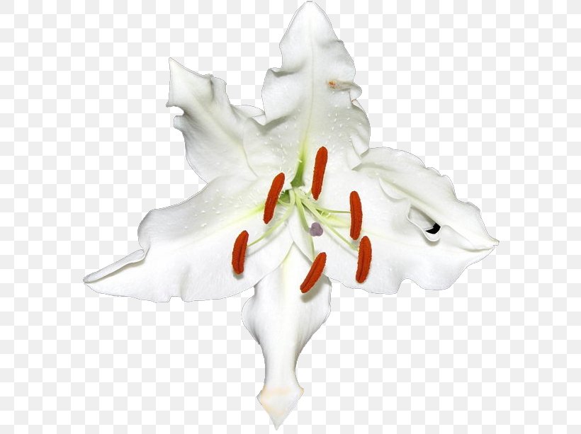 Flower Panagbenga Festival, PNG, 610x613px, Flower, Amaryllis Belladonna, Christmas Ornament, Cut Flowers, Decorative Arts Download Free
