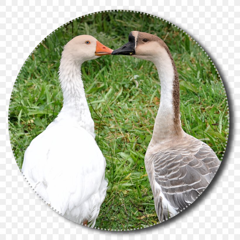 Greylag Goose Grass Duck Bird, PNG, 1280x1280px, Goose, Anatidae, Animal, Beak, Bird Download Free