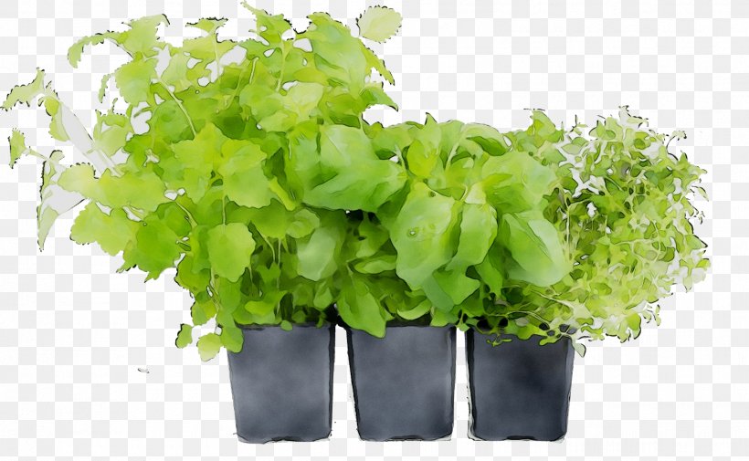 Spring Greens Leaf Herb, PNG, 1521x938px, Spring Greens, Annual Plant, Flower, Flowering Plant, Flowerpot Download Free