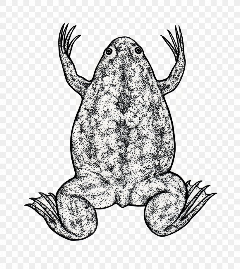 Toad Frog Biology Science Illustration, PNG, 1761x1980px, Toad, Amphibian, Animal, Art, Biology Download Free