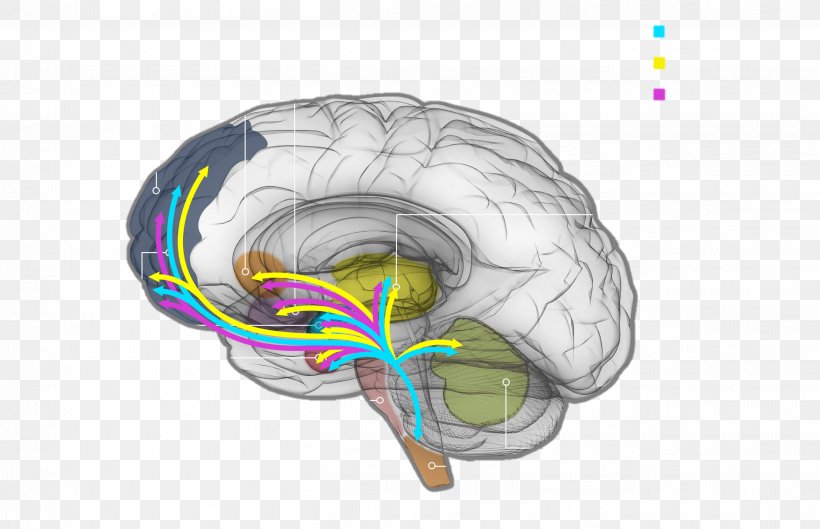 Brain Neurochemistry Neurotransmitter Neurochemical Dopamine, PNG, 2621x1694px, Watercolor, Cartoon, Flower, Frame, Heart Download Free
