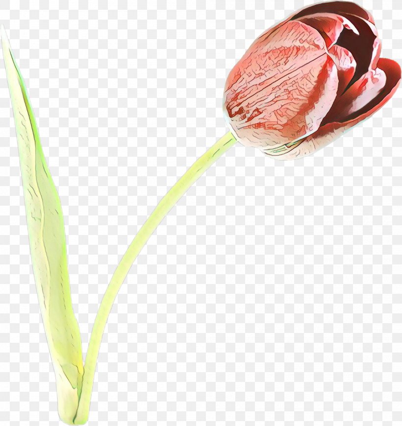 Flower Plant Tulip Bud Anthurium, PNG, 2000x2124px, Cartoon, Anthurium, Bud, Flower, Flowering Plant Download Free