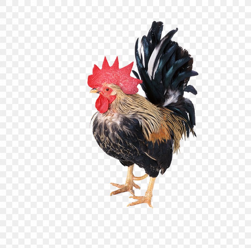 Polish Chicken Rooster Guineafowl Poultry Cartoon, PNG, 926x916px, Polish Chicken, Animal Slaughter, Beak, Bird, Cartoon Download Free