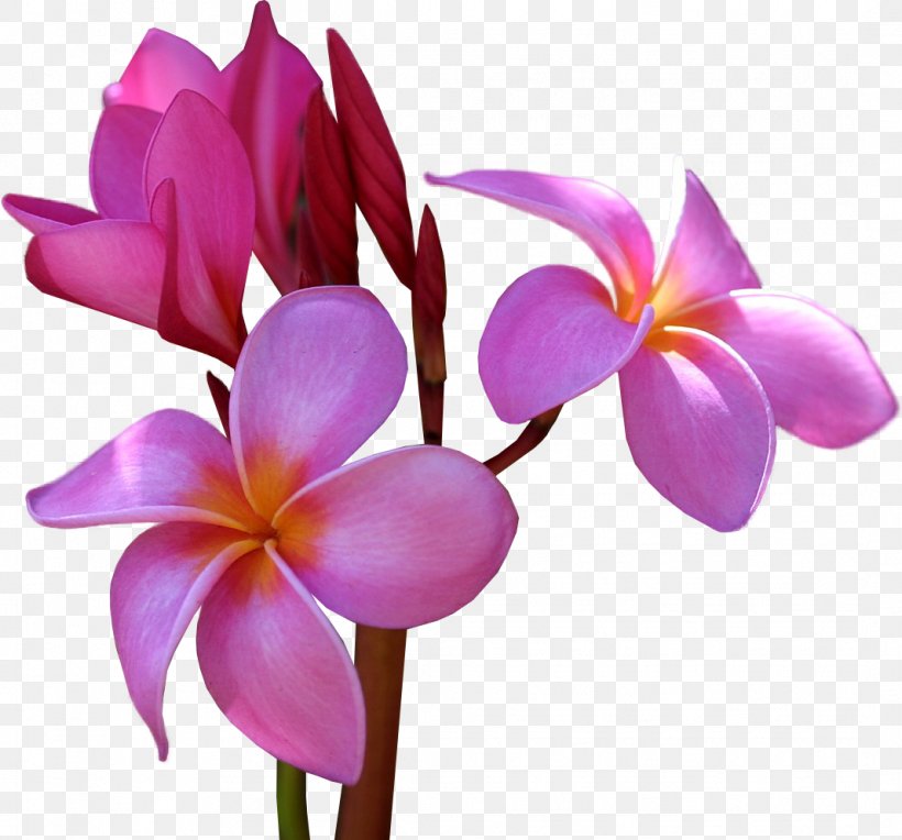 Flower Frangipani Clip Art, PNG, 1067x995px, Flower, Artificial Flower, Bit, Cut Flowers, Drawing Download Free