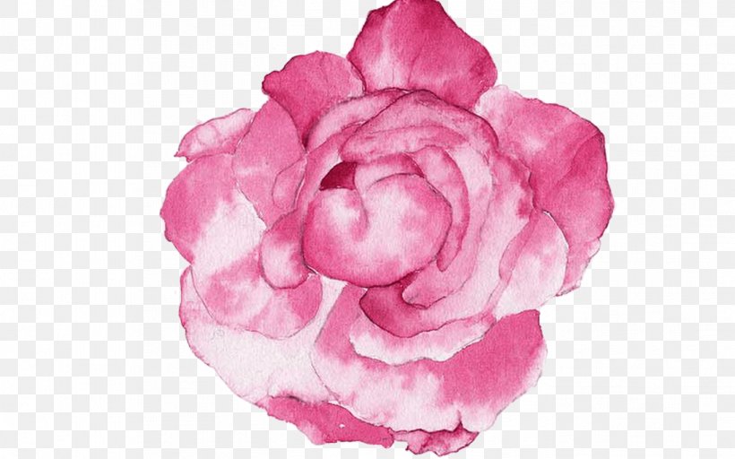 Garden Roses Watercolour Flowers Watercolor Painting Peony, PNG, 1368x855px, Garden Roses, Camellia, Color, Cut Flowers, Drawing Download Free