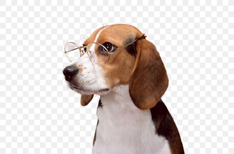 Beagle Puppy Dachshund English Foxhound Dog Breed, PNG, 646x541px, Beagle, Breed, Carnivoran, Cat, Companion Dog Download Free
